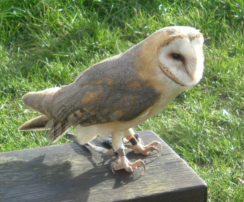 AfricanBarnOwl-EagleHeights.jpg