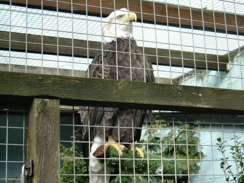 BaldEagle-EagleHeights.jpg