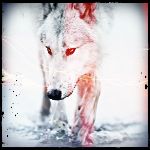 winter_snow_white_wolf_arctic_1920x1080_