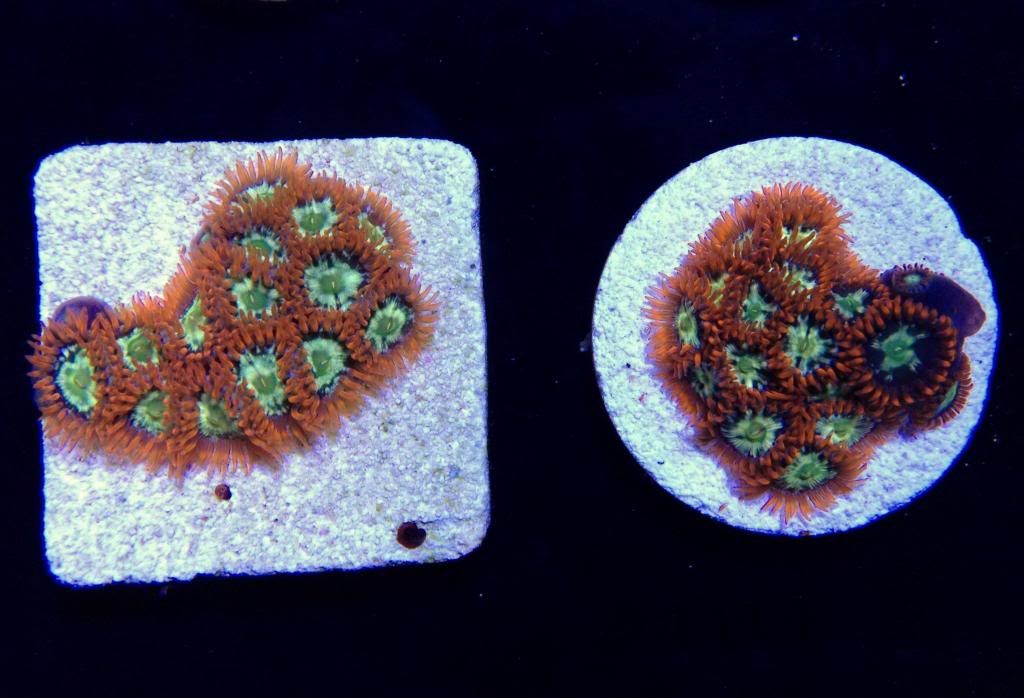 My Clementine, Ring of Fire & Fruit Loops Zoas REEF2REEF Saltwater