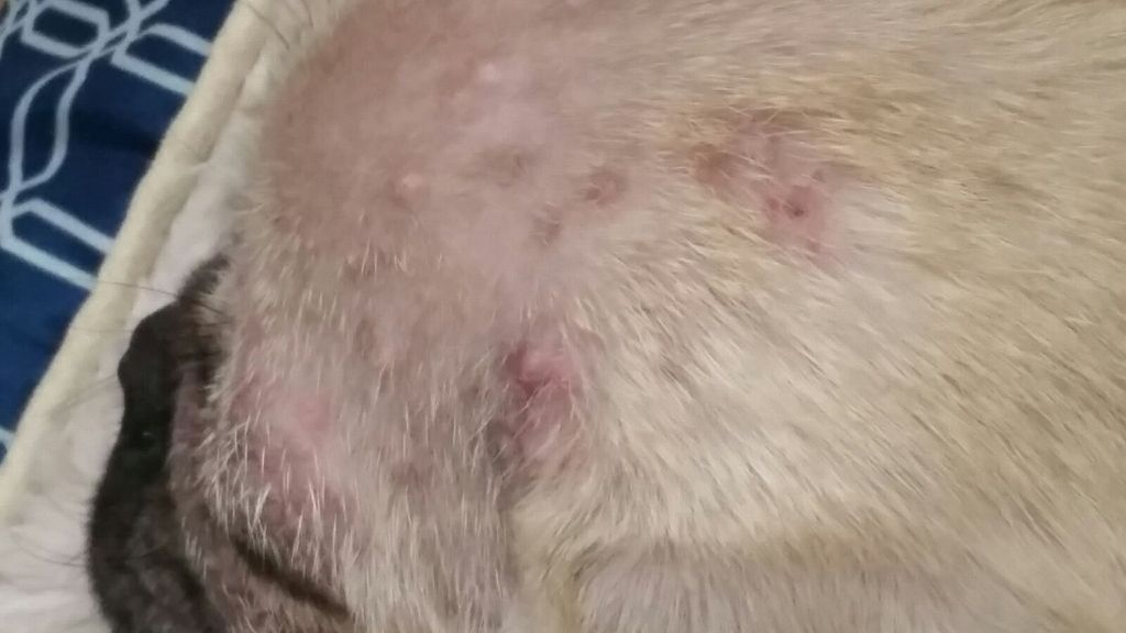 Pimple Like Bumps On Head And In Ears