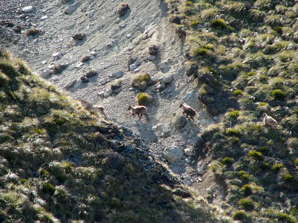 bulltahr_4067.jpg