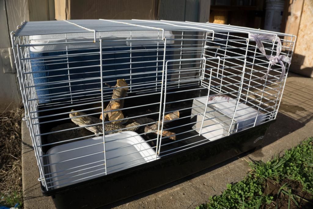Outdoor Sun Basking Cage Out of Rabbit Cage • Bearded