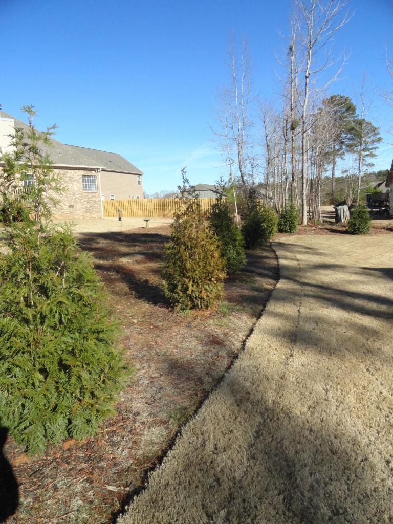 Green Giant turning Bronze on the outer fans for some reason Lawn