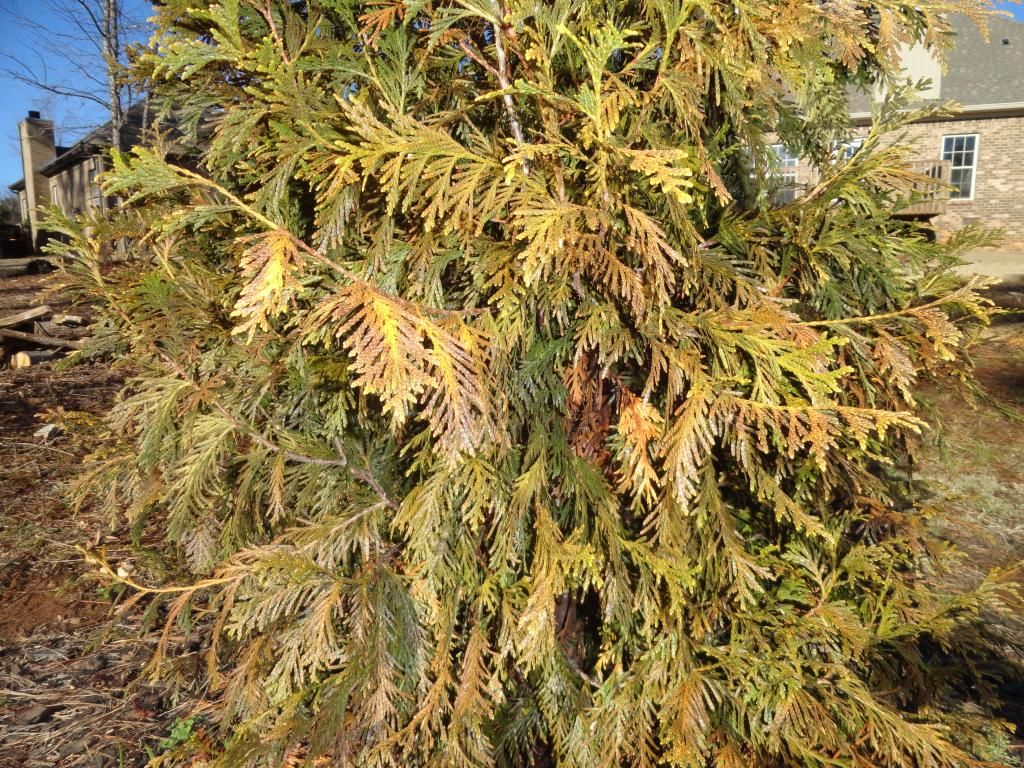 Green Giant turning Bronze on the outer fans for some reason Lawn
