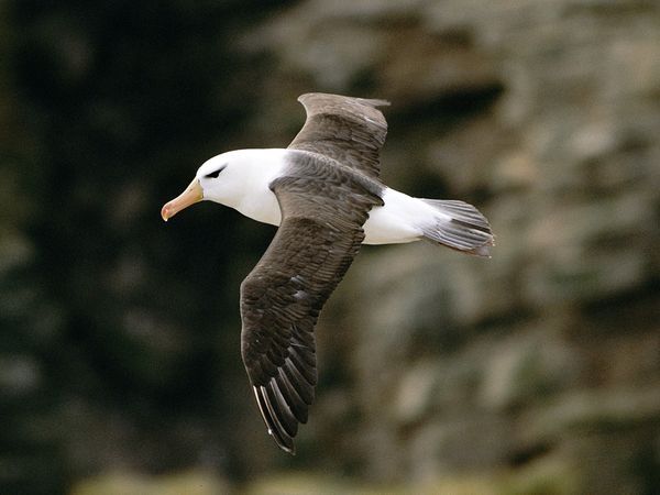black-browed-albatross_464_600x450_zps29