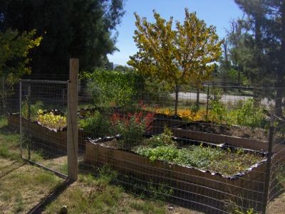Ideas for raised beds? - Homesteading Questions