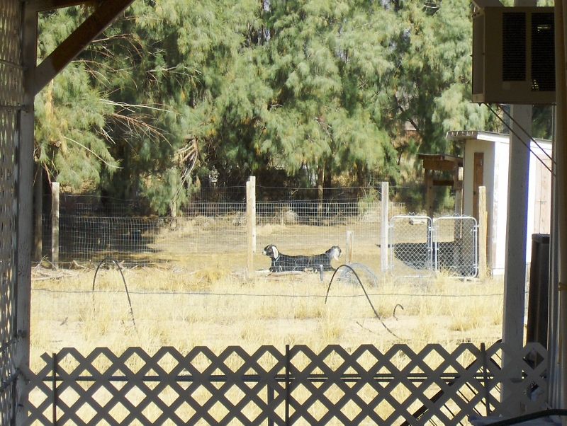 Our breeding finally paid off - Push-Me-Pull-Ya Goats! - Goats