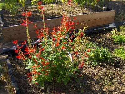 Ideas for raised beds? - Homesteading Questions