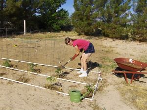 Extreme Composting - Homesteading Questions