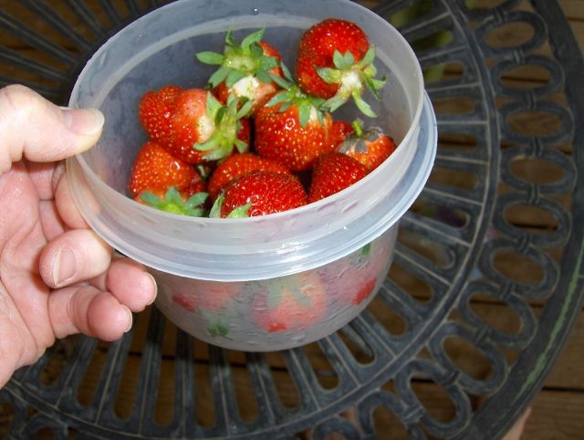 Share in our strawberry joy! - Homesteading Questions