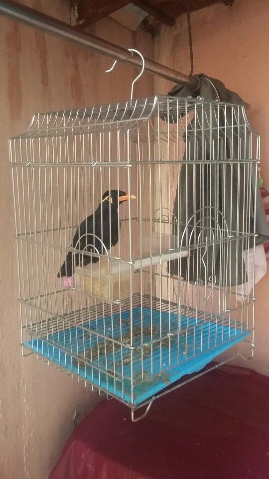 Thanh lý chim + lồng số lượng khủng - 3
