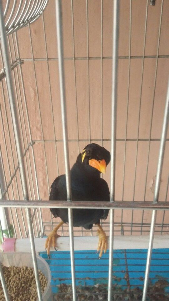 Thanh lý chim + lồng số lượng khủng - 4
