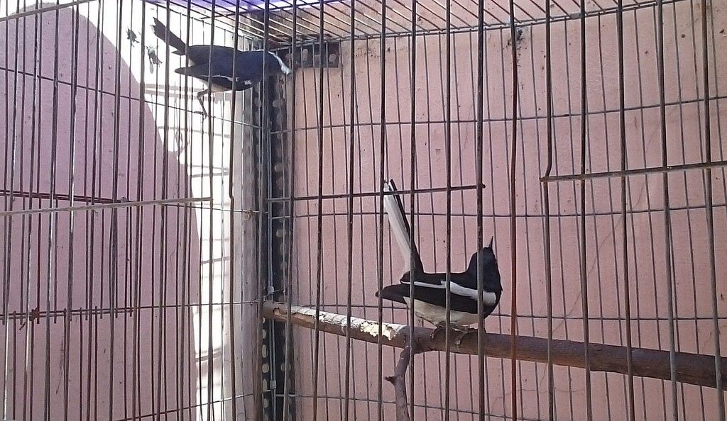 Thanh lý chim + lồng số lượng khủng - 1