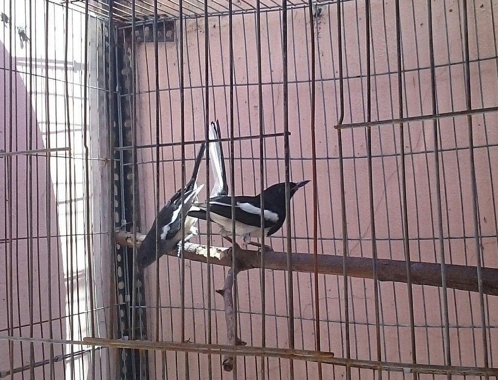 Thanh lý chim + lồng số lượng khủng - 2