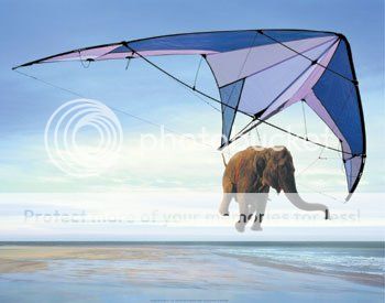 elephant-hang-gliding_zps4d9a55ef.jpg